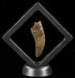 Large, Tyrannosaur (Nanotyrannus) Tooth - Montana #49534-2